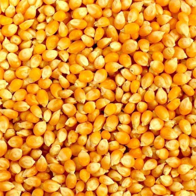 Corn Seeds 100g